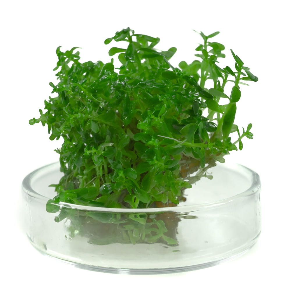 Rotala sp. Green In Vitro Kubek 10cm Roślina Do Akwarium2.jpg